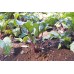 SPRAY FREE BEETROOT Medium Size Red  1.3 KG Bag  Katikati Grown